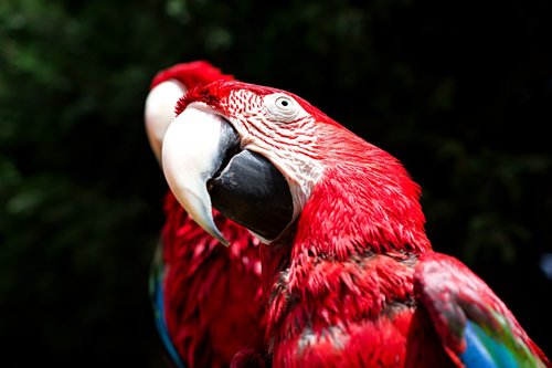 scarlet macaw  parrot  bird
