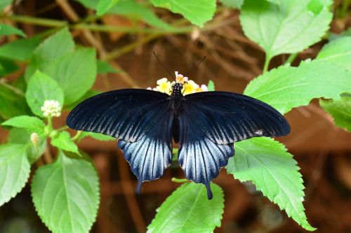 scarlet mormon butterfly wildlife