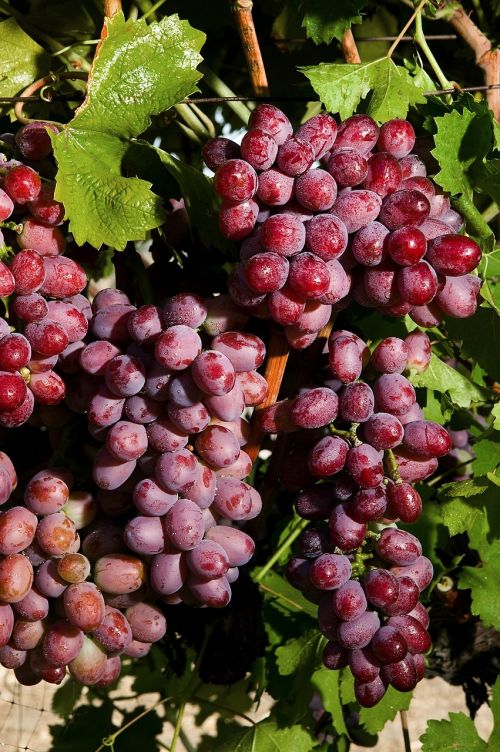 scarlet royal grapes grapevine agriculture