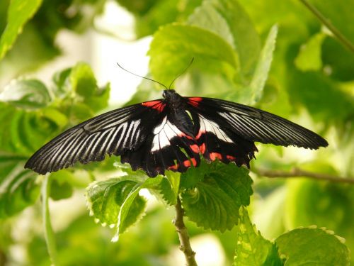 scarlet schwalbenschwanz butterfly papilio rumanzovia