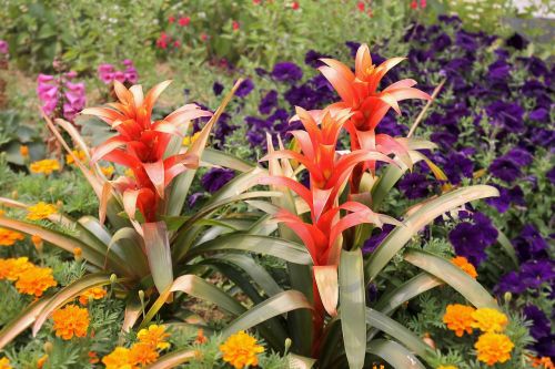 scarlet star flower plant