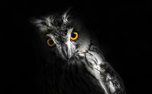 scary  owl  eyes