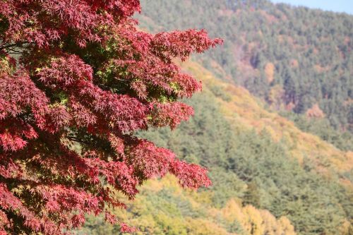 scene tree japan