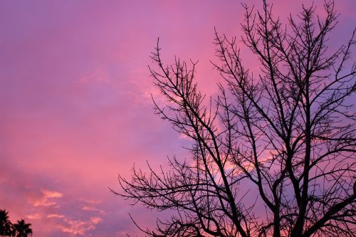 scenery sky tree