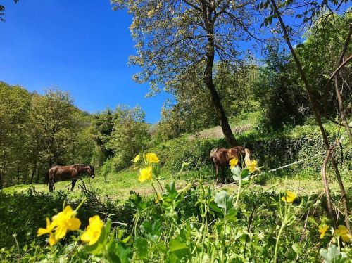 scenery horses green