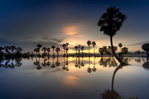 scenery  palm  tree