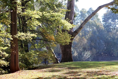 scenery  park  trees