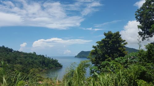 scenery beach tress