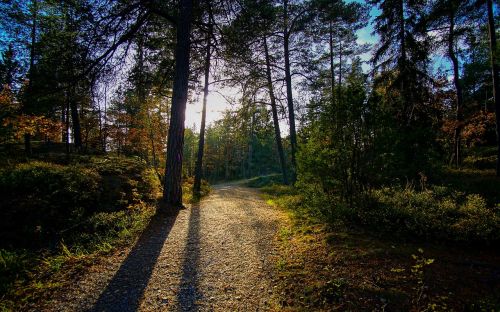 scenic autumn trees