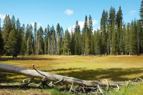 scenic landscape meadow