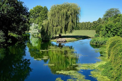 scenic  trees  landscape