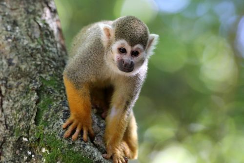 scented monkey primate animal