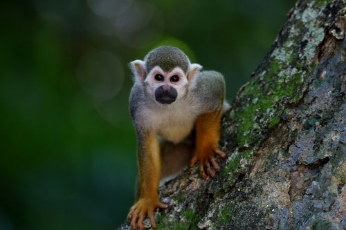 scented monkey primate animal