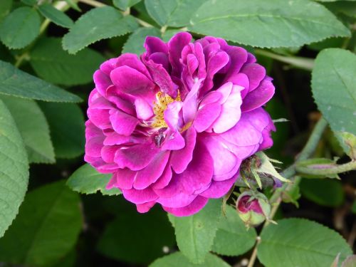 scented rose blossomed ornamental garden