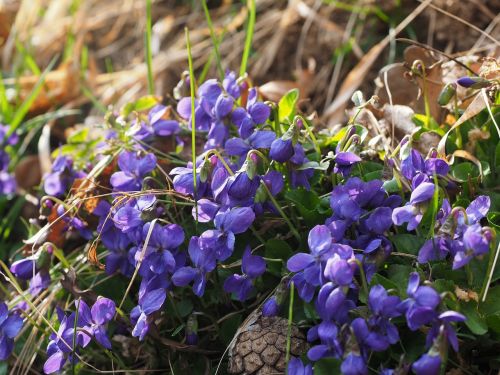 scented violets violet flower