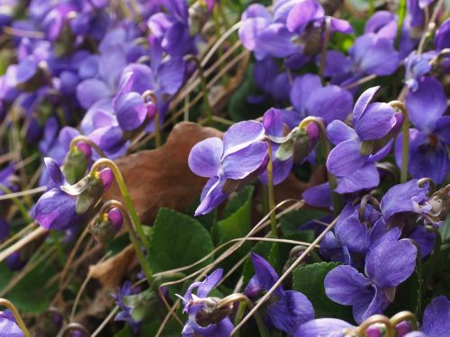 scented violets violet flower