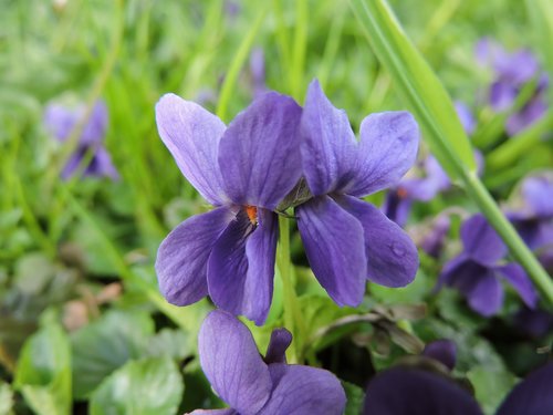 scented violets  violet  flower