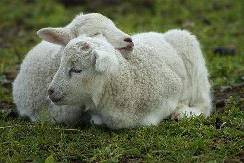 schäfchen  lamb  snuggle