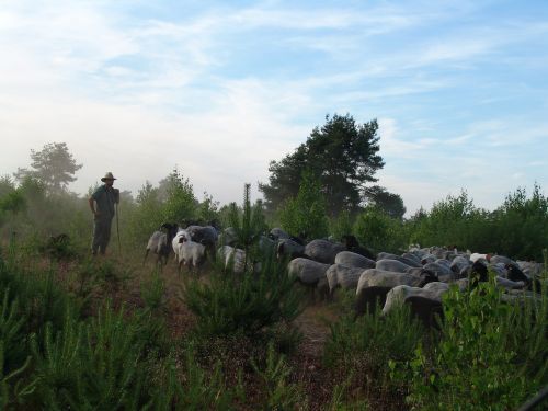 schäfer sheep flock