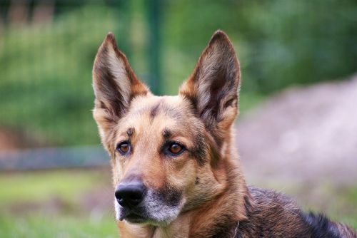 schäfer dog dog portrait