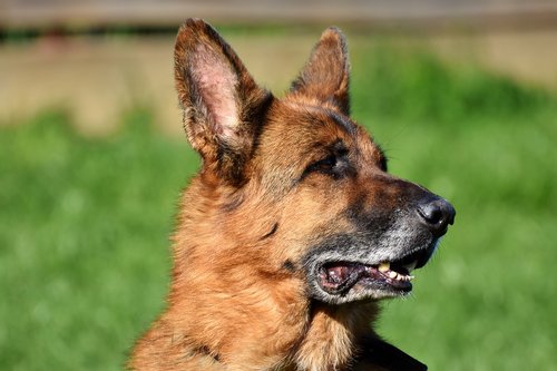 schäfer dog  dog  german shepherd