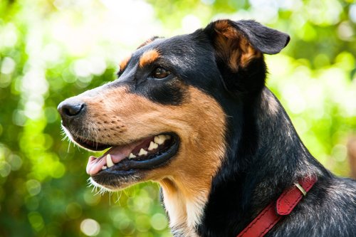 schäfer dog  dog  portrait