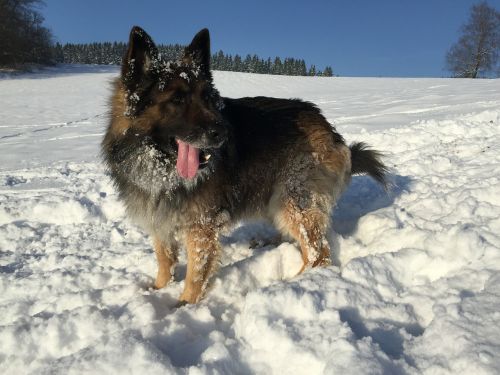 schäfer dog winter snow