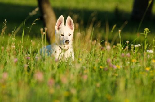 schäfer dog white shepherd puppy