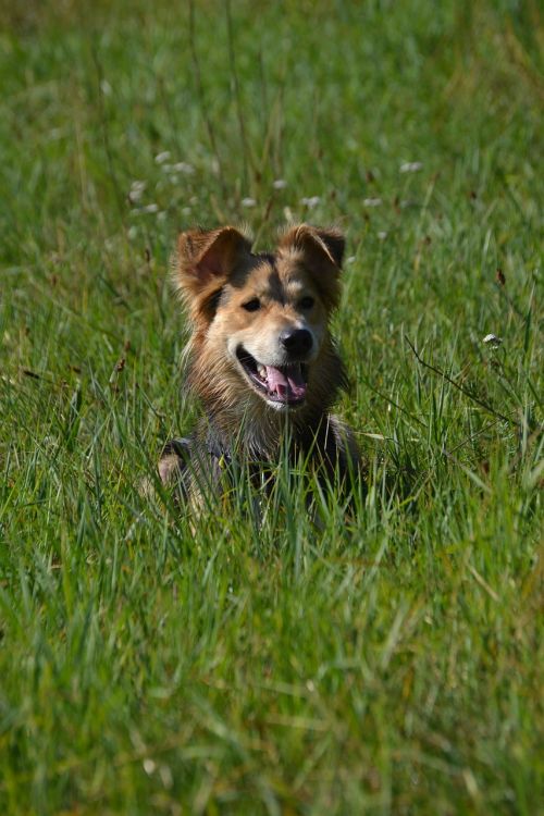 schäfer dog dog in the grass attention