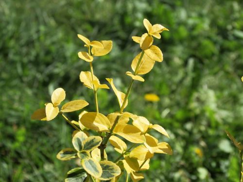 schefflera yellow plant