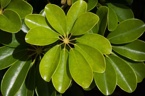 schefflera heptaphylla plant leaves