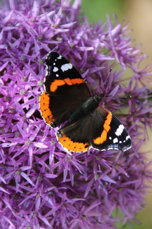 schemtterling nature garden