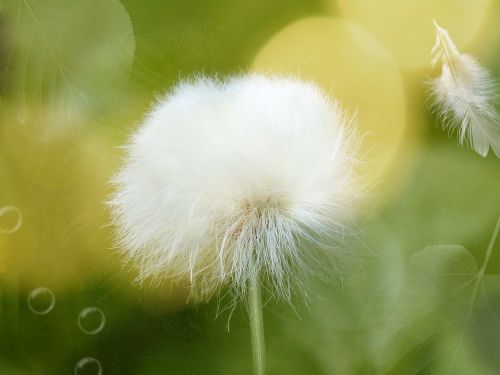 scheuchzer wollgras cottongrass blossom