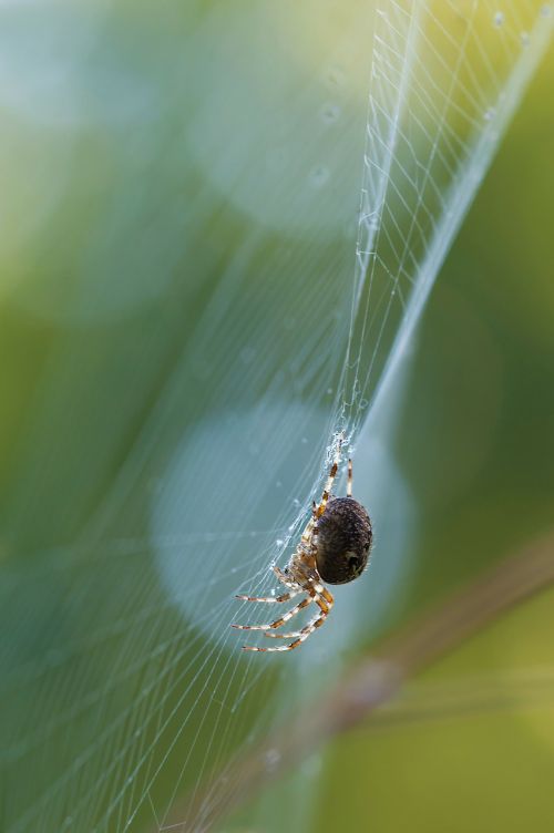 schilfradspinne spider larinioides cornutus