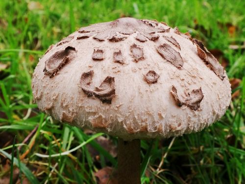 schirmling mushroom parasol