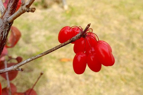 schisandra  cornus  fruit