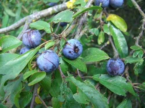 schlehe blackthorn fruits