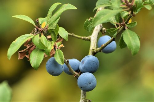 schlehe  berries  bush