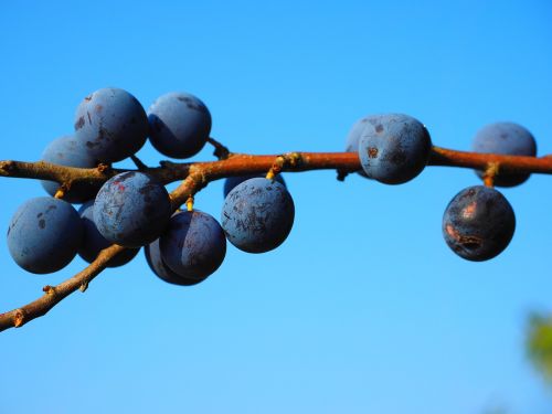 schlehe berries blue