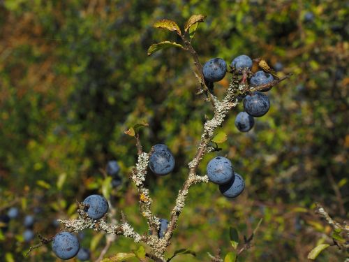 schlehenbeeren schlehe berries