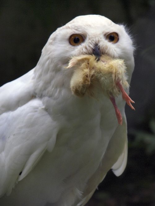 Barn Owl With Prey