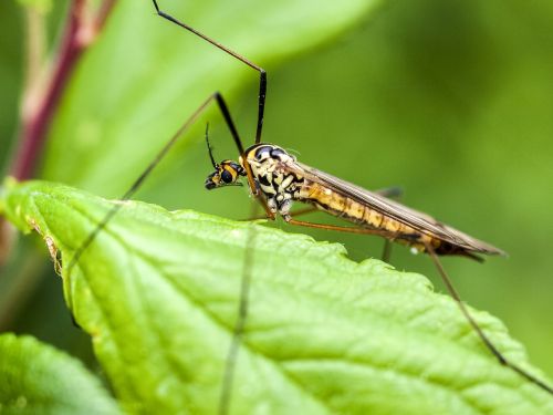 schnake insect nature