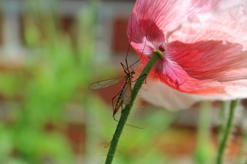 schnake  insect  flower