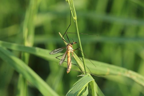 schnake insect spring