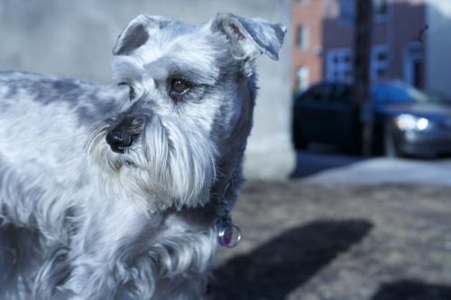 schnauzer dog pet