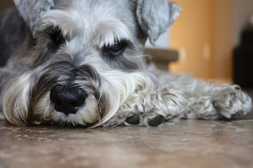 schnauzer dog canine