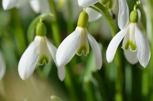 schneegloeckcken spring white