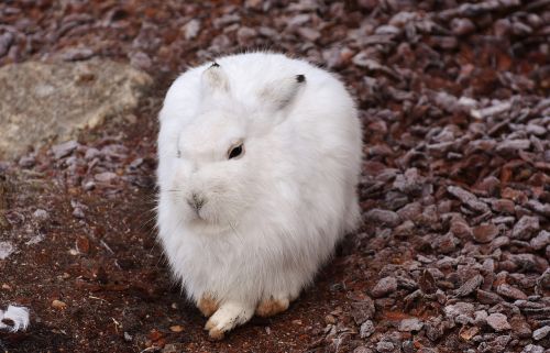 schneehase cute zoo