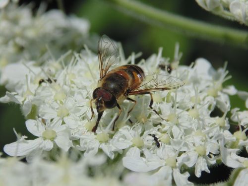 scholarship uludað bee