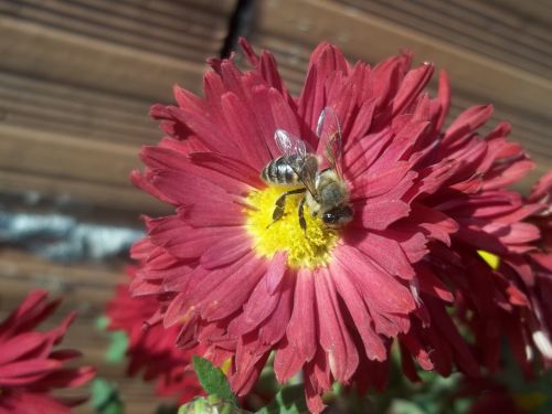 scholarship flower bee